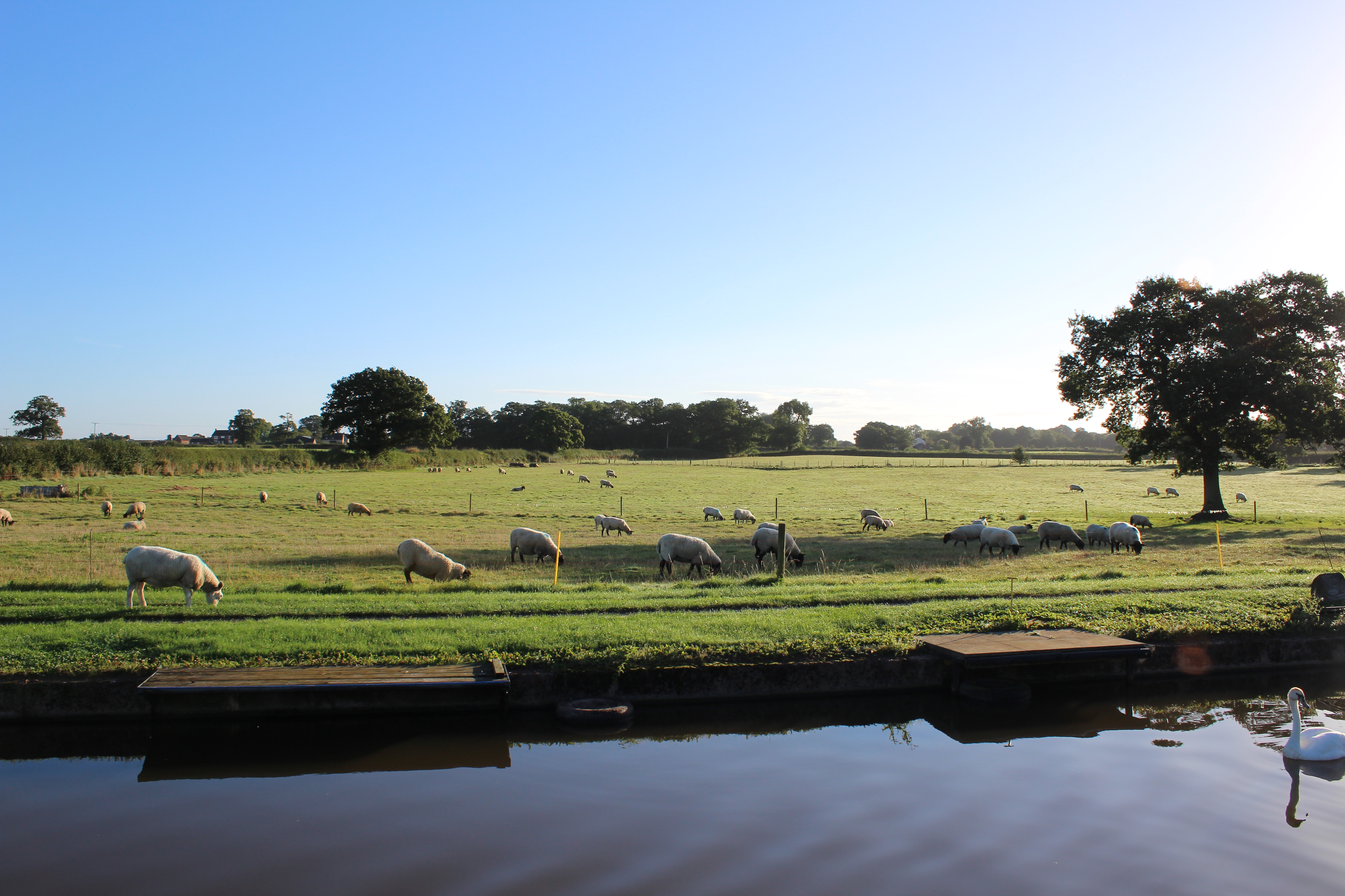 Green Pastures near Market Drayton