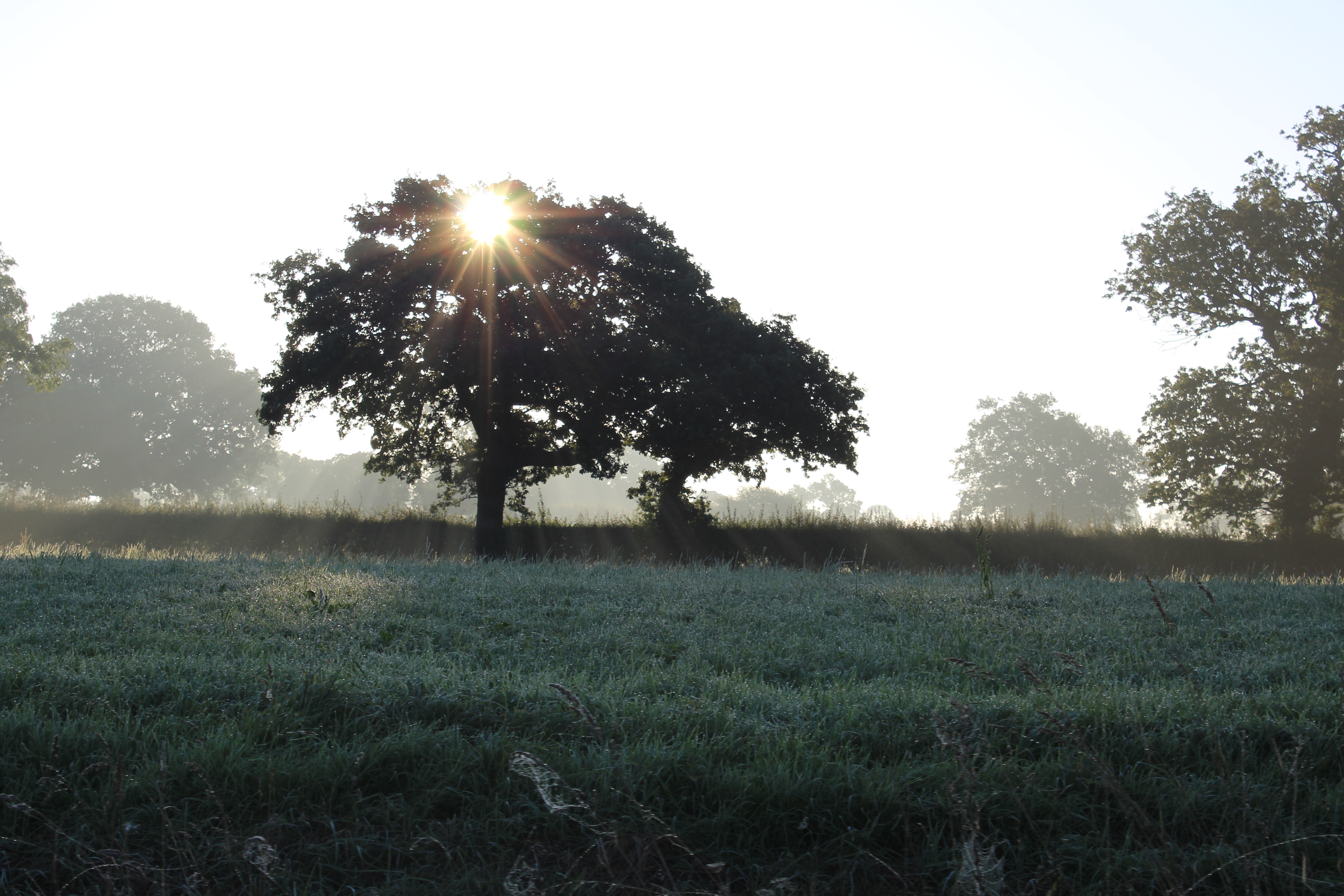 Misty Fields