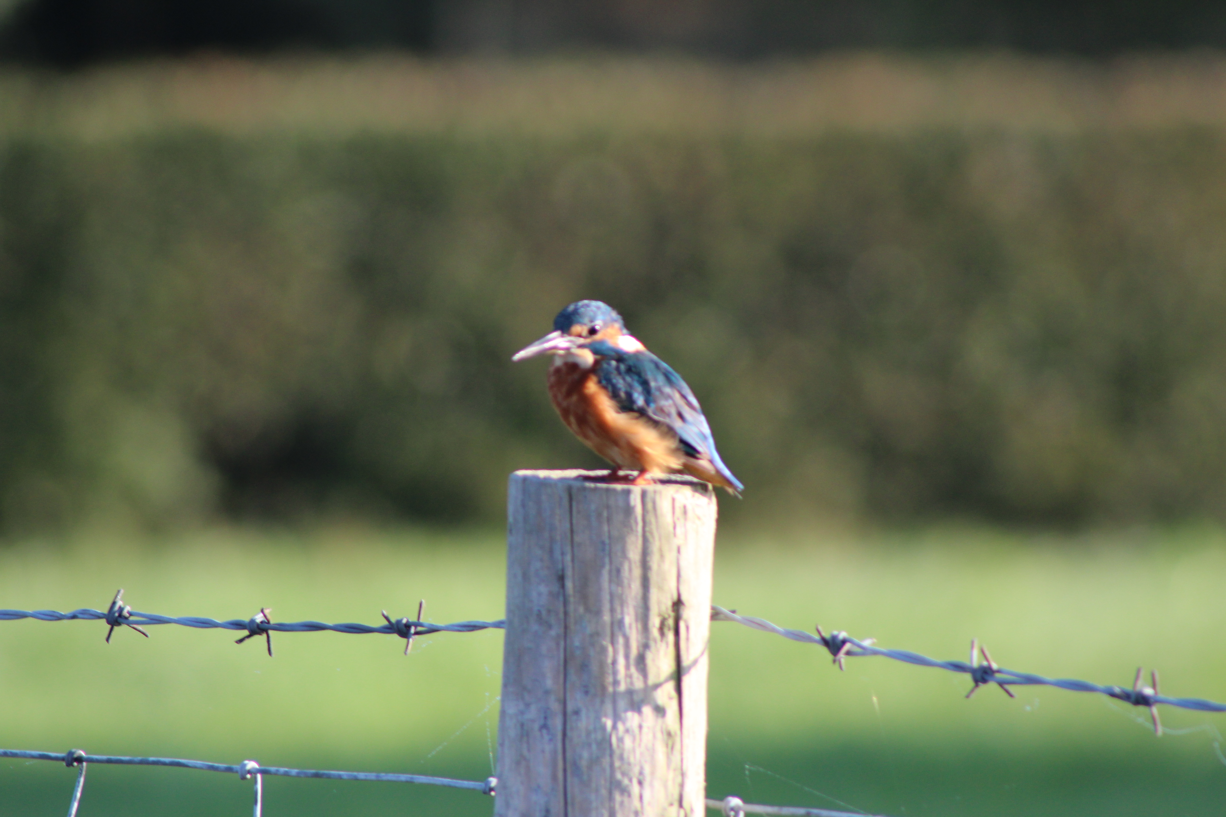 Kingfisher posing before flying away