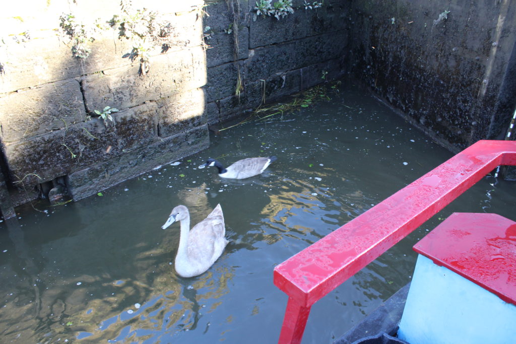 Cygnet and Goose at Chicken Lock