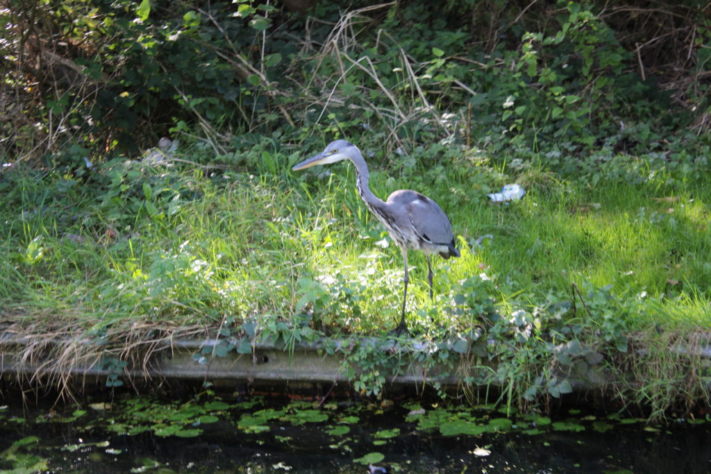 Another Heron